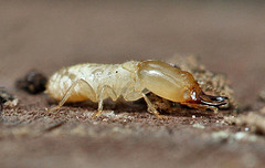 termite