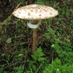mushroom